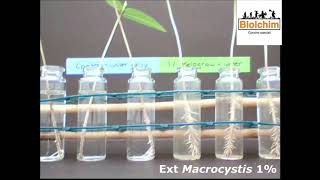 Resultados Bioensaio Biolchim [upl. by Weissberg]