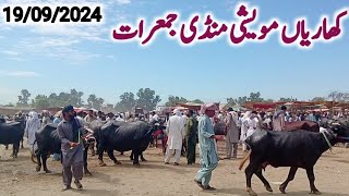 kharian maweshi mandi 19 09 2024funny videojanwarmandi pkShazar Riaz official [upl. by Beaufert]