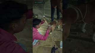 Injured dog treatment AnimalHelpGroup animalrescue woundcarevegandoglover pratapgarh love [upl. by Acirred]