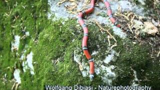 Fake  Coralsnake Lampropeltis triangulum [upl. by Yht]