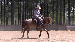 Epic Success in 20 Days Snaffle Bit Basics with Neches Day 1 Preview [upl. by Kyte574]