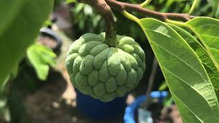 Green Sugar Apple AKA SweetSop UPDATE JULY 12 2021 [upl. by Ingram669]