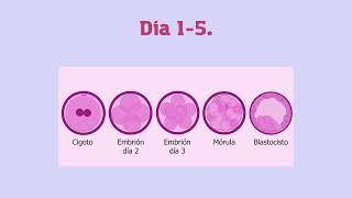 MEIOSIS y Fertilización in vitro [upl. by Tegirb]