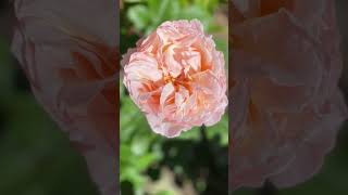 Princess Charlene De Monaco rose [upl. by Imac]