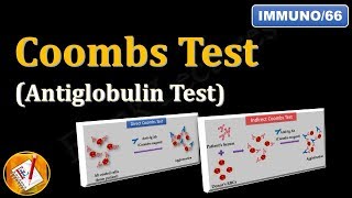 Coombs test or Antiglobulin Test FLImmuno66 [upl. by Murtha786]