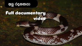 අලු රදනකයා lycodon aulicus srilankanwildlife animalrescue naturesl viralvideo vlog wildsrilank [upl. by Sharlene]