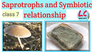 Saprotrophs and Symbiotic relationship  Learning Concepts  Science  Class 7 [upl. by Neoma]