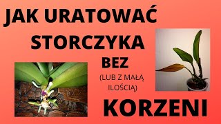 Jak uratować storczyka bez korzeni Reanimacja storczyka [upl. by Inot463]