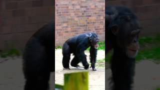 Alpha Male Chimpanzee Kicks At The Keepers Window  shorts [upl. by Larrabee538]