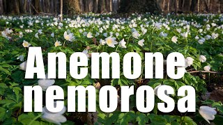 Anemone nemorosa [upl. by Danie]