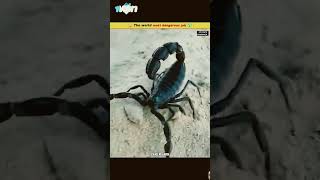 Dangerous Job Of Extracting Scorpio Venom 🦂science facts [upl. by Randene]