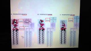 Phospholipids Sphingolipids Steroids and Prostaglandins [upl. by Ardnahcal383]