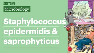 Staphylococcus epidermidis amp saprophyticus Lesson Full Lesson  Sketchy Medical  USMLE Step 1 [upl. by Enailuj]