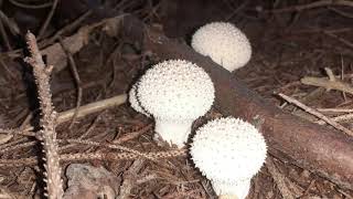 Lycoperdon perlatum – Fungo Vescia [upl. by Yendor]