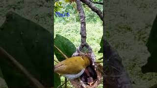 ngày thứ 5 chim vàng khuyên chăm con ngoài tự nhiên 🐦👉🐥🐥 [upl. by Rinaldo93]