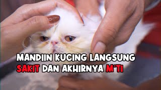 Baru Adopsi Kucing Dimandiin Langsung SAKIT dan Akhirnya GAK KETOLONG [upl. by Irami84]