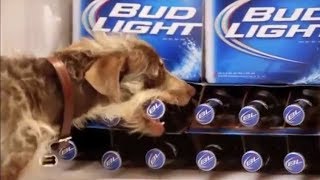 10 Funny Bud Light Dog Commercials [upl. by Uah523]