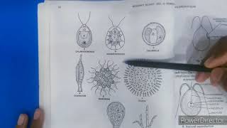 CHLOROPHYCEAE characters and VolvoxBSC 1ST YEAR [upl. by Lian528]