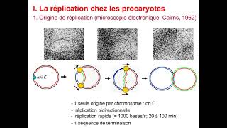 La réplication de lADN chez les eucaryotes et les procaryotes [upl. by Hanavas997]