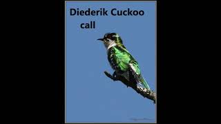 Diederik Cuckoo calling [upl. by Ardle855]