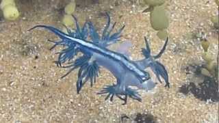 Dancing Glaucus Atlanticus Blue Dragon Nudibranch  AUSTRALIA P1080004MP4 [upl. by Coleen728]