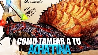 COMO TAMEAR A TU ACHATINA  Guia Español  Ark Survival Evolved [upl. by Antin]