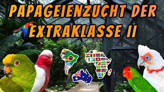 Papageienzucht der Extraklasse  Rosakakadu Orangeköpfchen Amazonen amp andere Papageien im Portrait [upl. by Coffin]