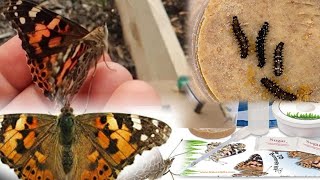 Butterfly Life Cycle Project From Caterpillar to Chrysalis to Butterfly Amazing to Watch [upl. by Nani]