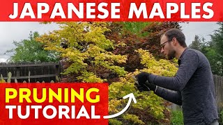 How to PROPERLY PRUNE a Japanese Maple Tree  Acer palmatum Katsura [upl. by Malilliw]