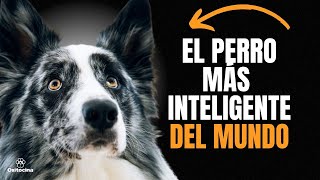 BORDER COLLIE 9 COSAS QUE DEBES SABER [upl. by Tsenrae]