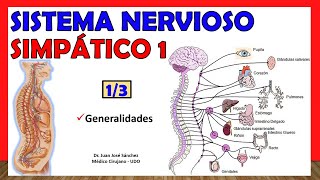 🥇 SISTEMA NERVIOSO SIMPÁTICO 13  Generalidades  ¡Explicación Sencilla [upl. by Aelam]