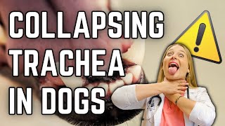 Is Collapsing Trachea deadly for my Dog  Dr Lindsay Vet Explains Treatment  Clinical signs [upl. by Carline53]