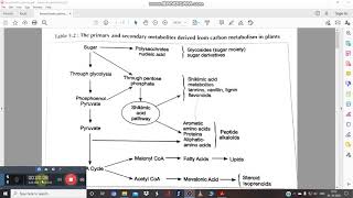 Biosynthetic Pathways part 2 [upl. by Ettellocin]