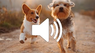 Dog Barking Sound Effect  Copyright free [upl. by Ramin]