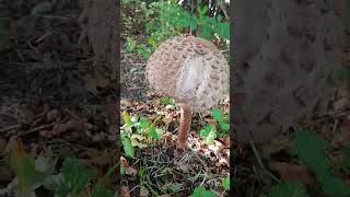 Riesenschirmling gemeiner Pilz Parasol Riesenschirmpilz pilz riesenschirmling parasol [upl. by Naziaf]