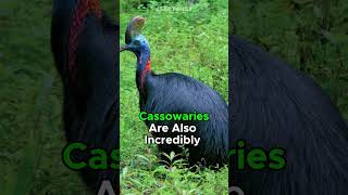 Worlds Most Deadly Bird  The Cassowarys Dangerous Secret [upl. by Asyla271]