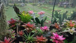 UPDATE SA GARDEN NG BATANG PLANTITO 🪴ANONG MERON [upl. by Maud]