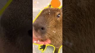 Does Capybara eat only plants Read Description capybara masbro [upl. by Annairda208]