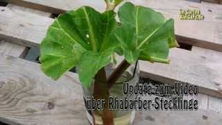 Rhabarber Stecklinge Update [upl. by Cassiani]