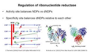 Nucleotide Metabolism 3 – Synthesis of deoxyribonucleotides [upl. by Lhamaj]