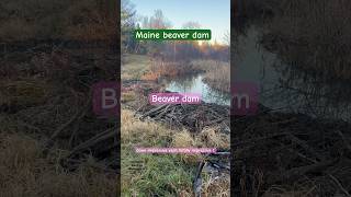 Maine beaver dam I’ll be updating progress of beavers nature beaver beaverdamremoval [upl. by Bree]