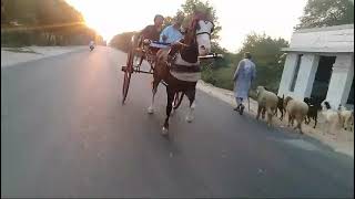 FAKHRY SINDH WACHERA FRIST TRY REHREE SAAZ ROAD  Pakistan horse race 🐴🐎🐎🐎 [upl. by Gene]