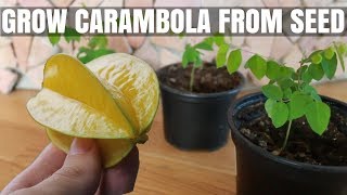 How to Grow a Carambola Starfruit Tree from Seed  DIY Video [upl. by Natanhoj]