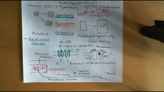 G Protein Coupled Receptors Part 8 [upl. by Ibok]