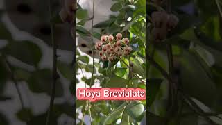 Hoya Brevialata flordenacar hoyas flordecera clepias [upl. by Leonelle]