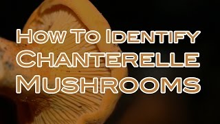 How To Identify Chanterelle Mushrooms [upl. by Zea]