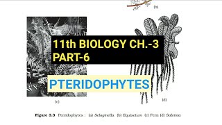 Class 11 BiologyCh3 Part6PteridophytesStudy with Farru [upl. by Pauli]