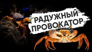 Радужный краб с нерадужным характером [upl. by Htez]