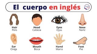 Partes del cuerpo en inglés [upl. by Airotciv]