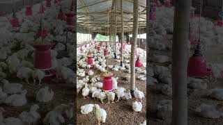 25 days poultry chicks 🐥tranding chicken [upl. by Allin]